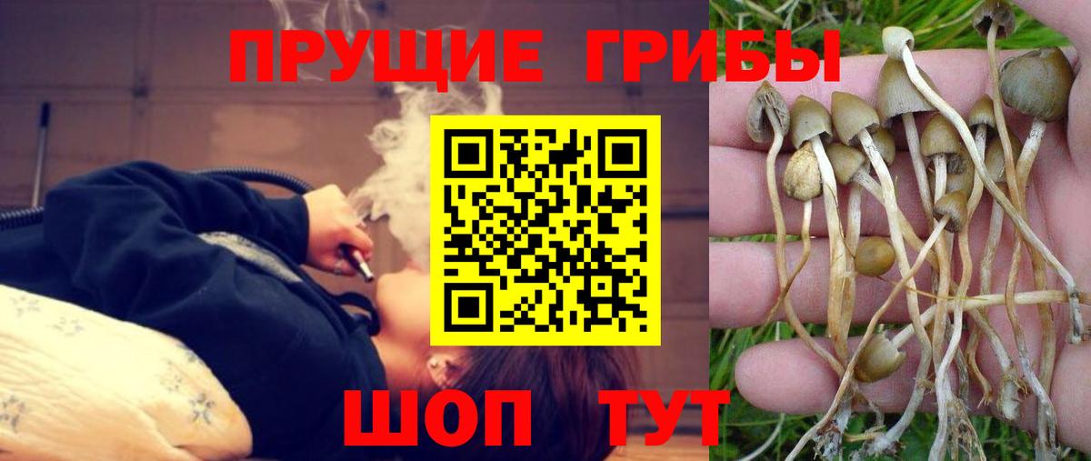 Галлюциногенные грибы Cubensis Таганрог